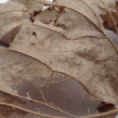 deteriorated Sycamore Leaf with Skeleton Exposed